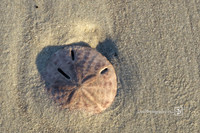 Live Sand Dollar