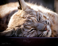 Kitty