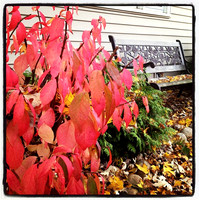 This burning bush hasn't "burned" in years!!