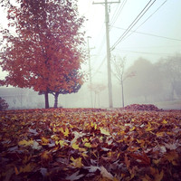 Fog...out my front door.
