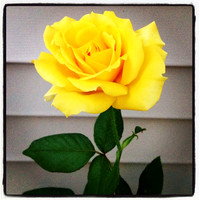 Love my rose bushes...
