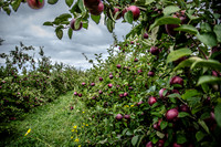 The Little Farmer ~ Malone, WI