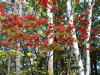 Northern Wisconsin