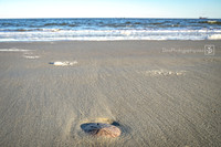 Live Sand dollar