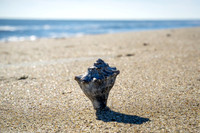 Tybee Island Beach